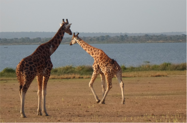 Murchison Falls Game Park