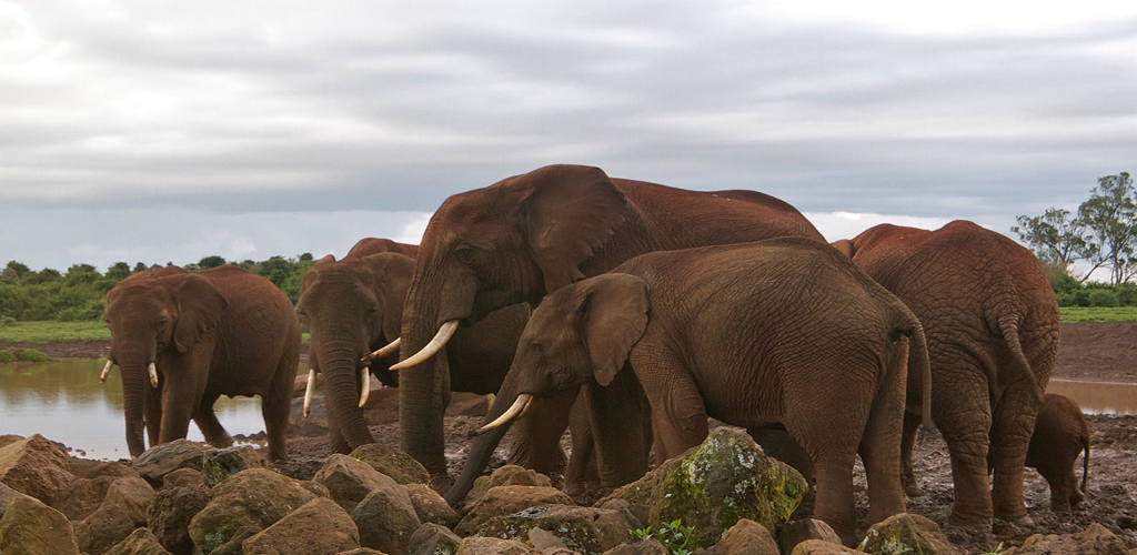 Aberdare Park Kenya