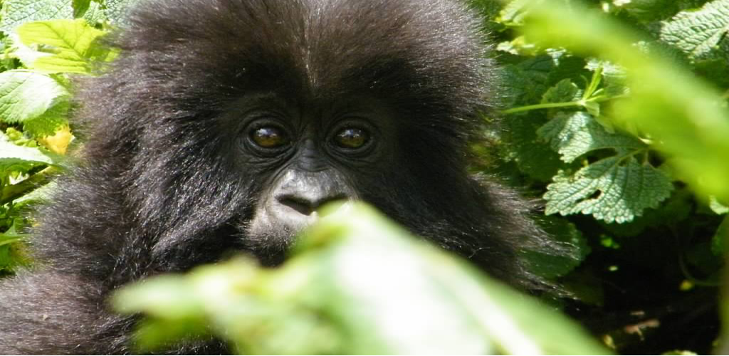 Gorilla trek Rwanda and Uganda Game Safaris