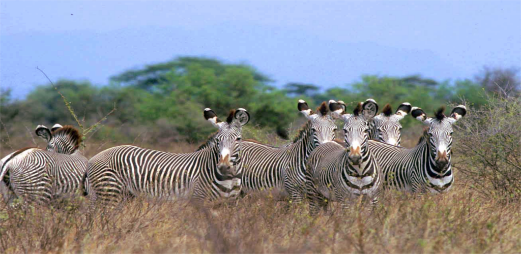 Meru National Park