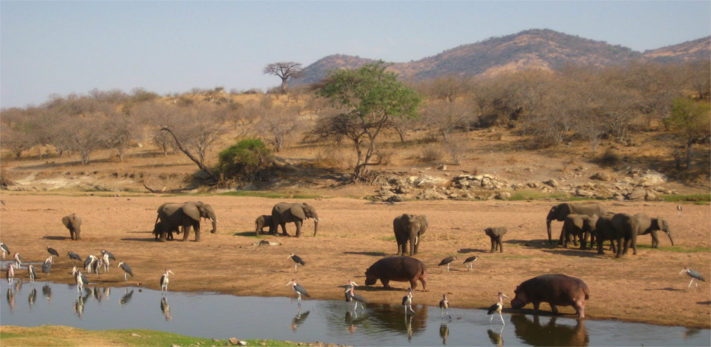 Ruaha National Park