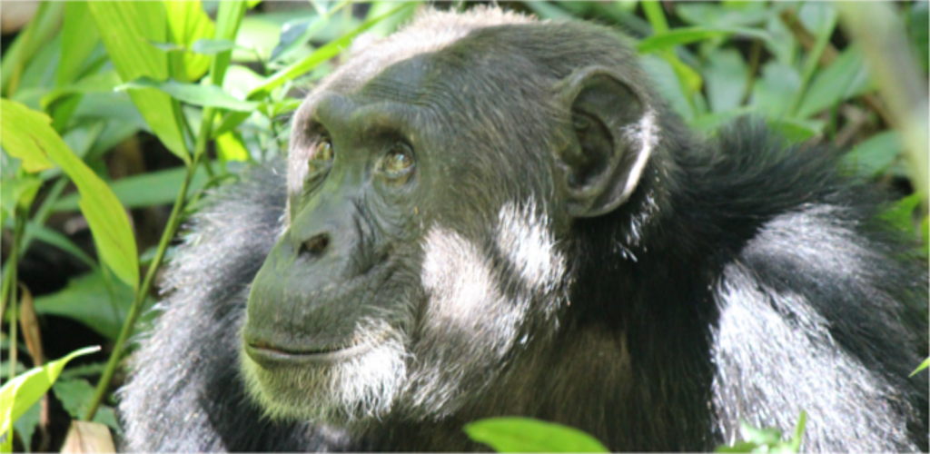 Primates of Africa - Uganda and Rwanda Safari
