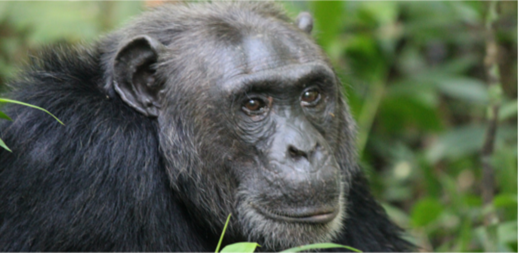 Uganda Group Tour Gorillas and chimps