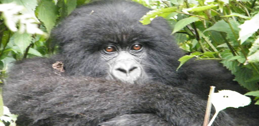  Pemba Island Manta Resort and Gorilla Tracking