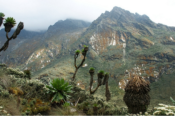 Rwenzori Mountains