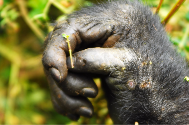 Volcanoes Park rwanda