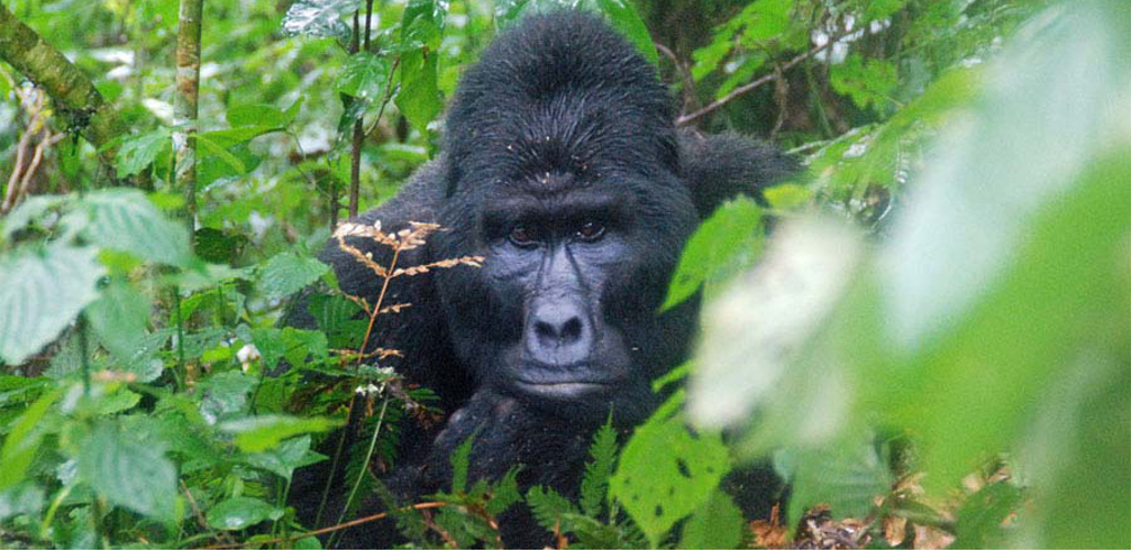 Fly to Gorilla Tracking - 5 Days