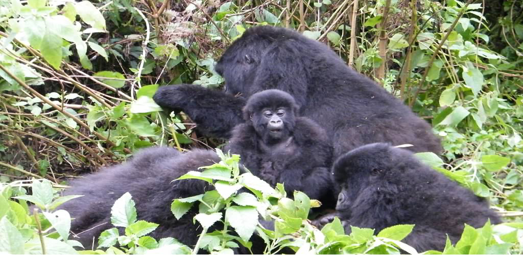 gorilla tracking, chimp habituation and golden monkeys