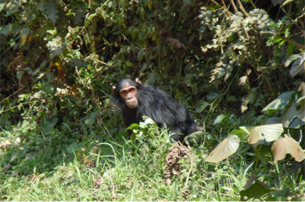 Nyungwe Forest Rwanda