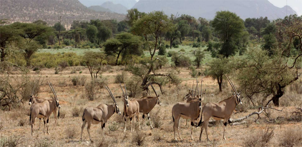 Samburu National Reserve