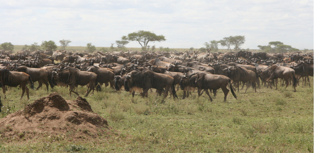 The Serengeti Park