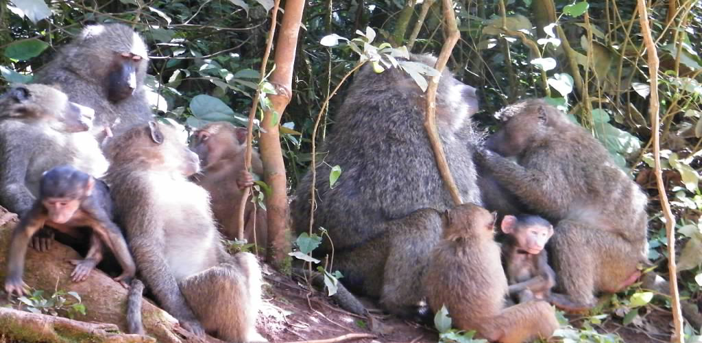 Rwanda safari - primates