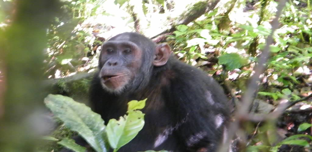 Gorilla Safari and chimps