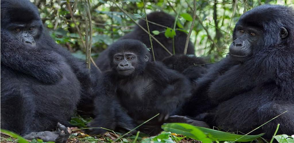Rwanda Gorilla Trekking and Golden Monkey Trekking