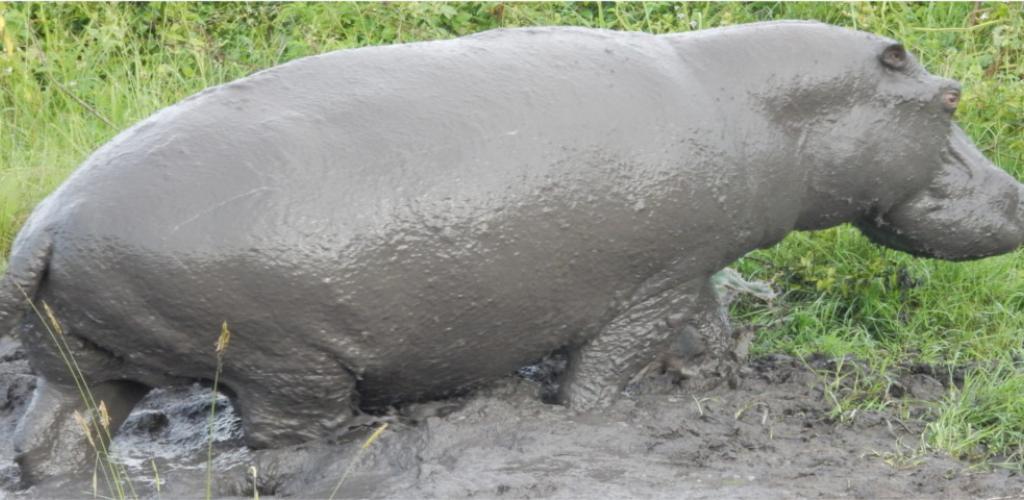 Hippo seen on launch cruise - Uganda Safari