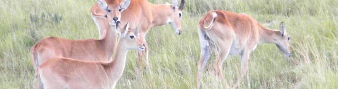 Uganda Safai impalas in Lake Mburo